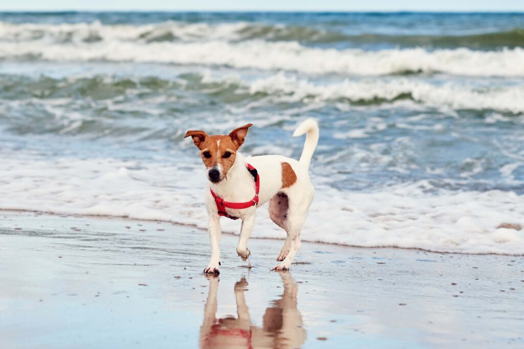 A small dog enjoying Pet Friendly Vacation Rentals In Florida.